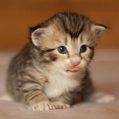 Leopoldine - 3 weeks old