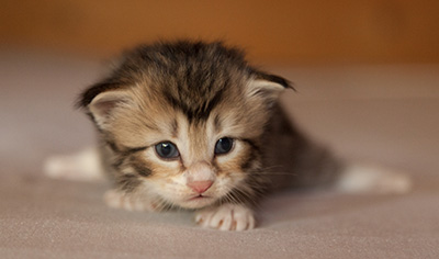 Leopoldine - 3 weeks old
