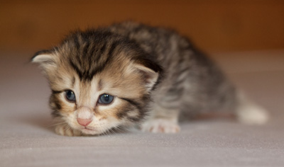 Leopoldine - 3 weeks old