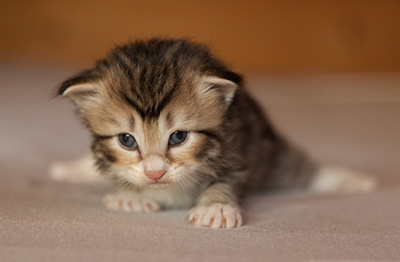 Leopoldine - 3 weeks old