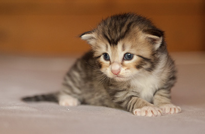Leopoldine - 3 weeks old