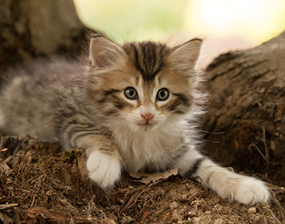 Leopoldine - 7 weeks old