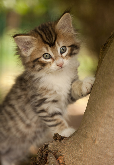 Leopoldine - 7 weeks old