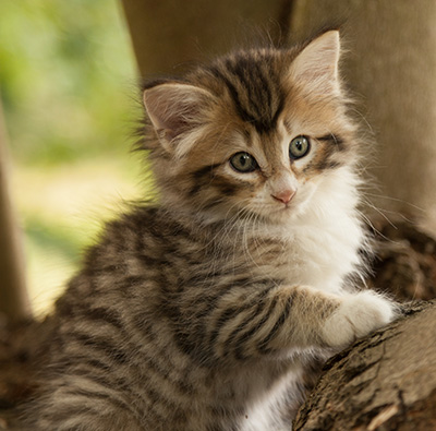 Leopoldine - 7 weeks old