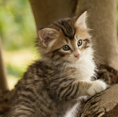 Leopoldine - 7 weeks old