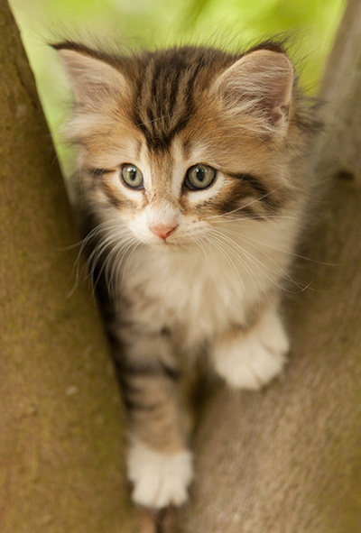 Leopoldine - 7 weeks old