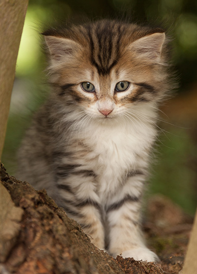 Leopoldine - 7 weeks old