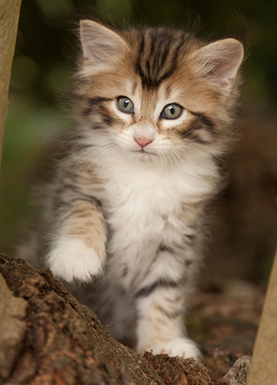 Leopoldine - 7 weeks old