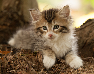 Leopoldine - 7 weeks old