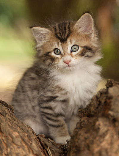 Leopoldine - 7 weeks old