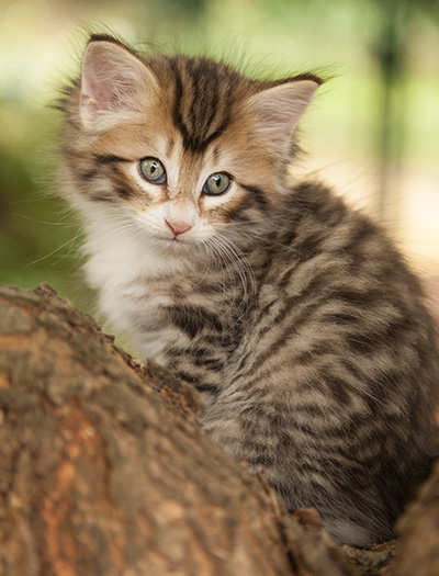 Leopoldine - 7 weeks old