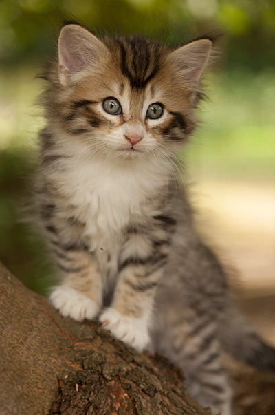 Leopoldine - 7 weeks old