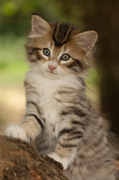 Leopoldine - 7 weeks old