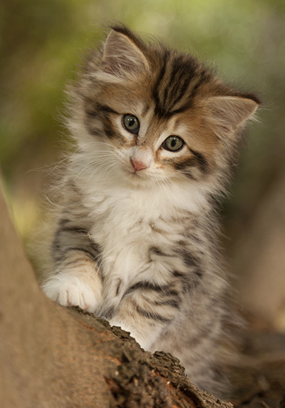 Leopoldine - 7 weeks old