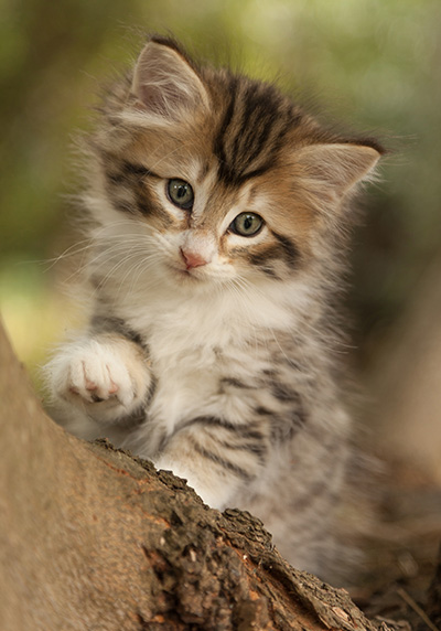 Leopoldine - 7 weeks old