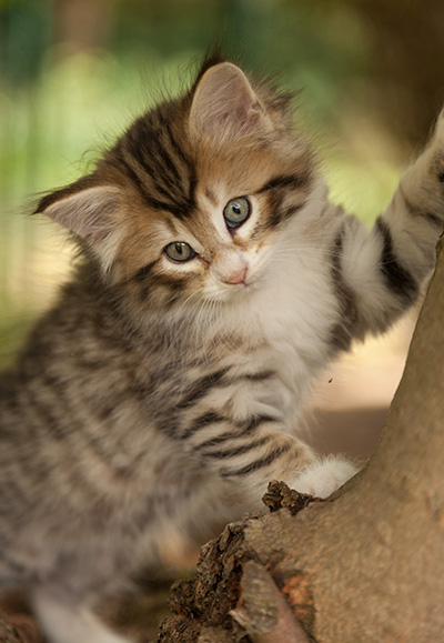 Leopoldine - 7 weeks old