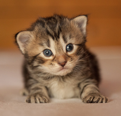 Leslie - 3 weeks old