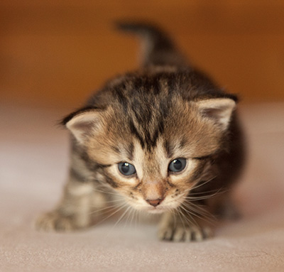 Leslie - 3 weeks old