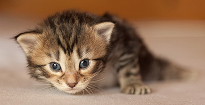Leslie - 3 weeks old