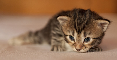 Leslie - 3 weeks old