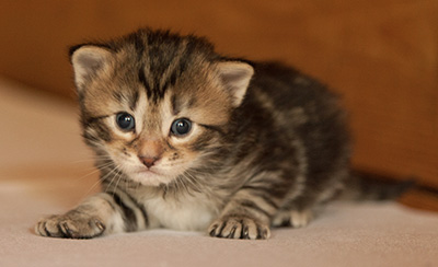 Leslie - 3 weeks old