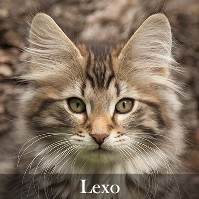 Lexo