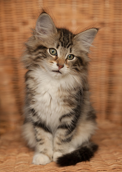 Isolda - 12 weeks old
