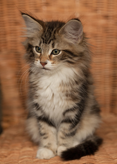 Isolda - 12 weeks old
