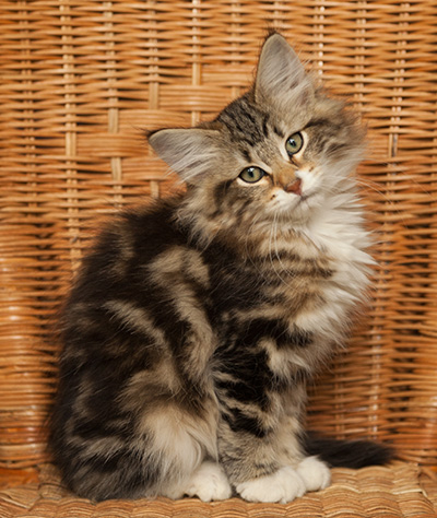 Isolda - 14 weeks old