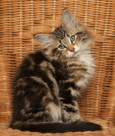 Isolda - 14 weeks old