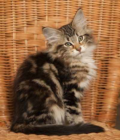 Isolda - 14 weeks old