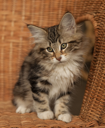 Isolda - 14 weeks old