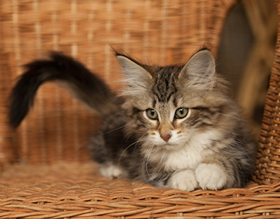 Isolda - 14 weeks old