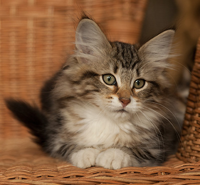 Isolda - 14 weeks old