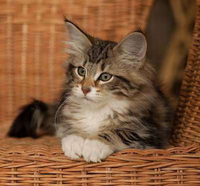 Isolda - 14 weeks old