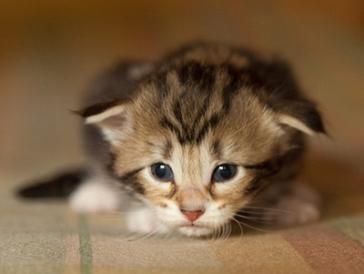 Isolda - 3 weeks old