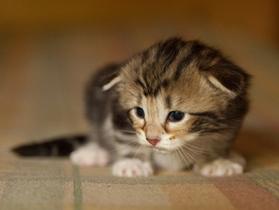 Isolda - 3 weeks old