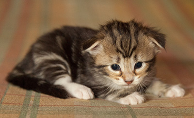 Isolda - 3 weeks old