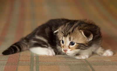 Isolda - 3 weeks old