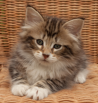 Isolda - 7 weeks old