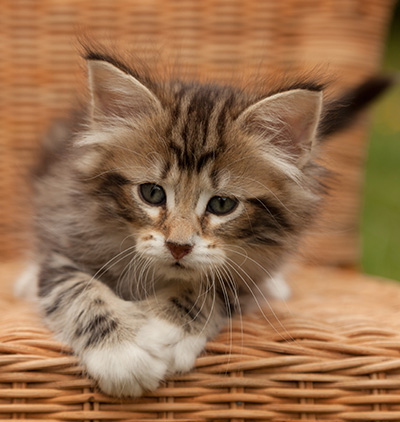 Isolda - 7 weeks old
