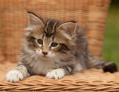 Isolda - 7 weeks old