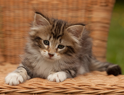 Isolda - 7 weeks old