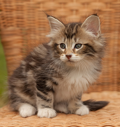Isolda - 7 weeks old