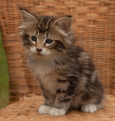Isolda - 7 weeks old