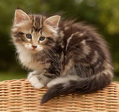 Isolda - 7 weeks old