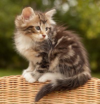 Isolda - 7 weeks old