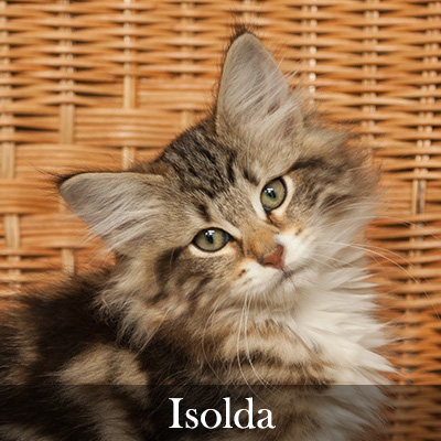 Isolda