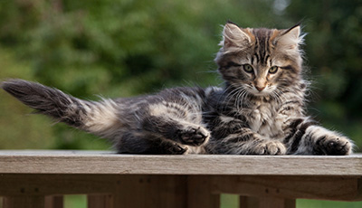 Naïa - 11 weeks old