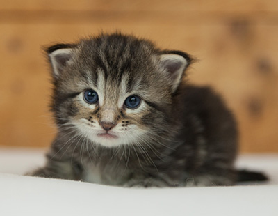 Naïa - 3 weeks old